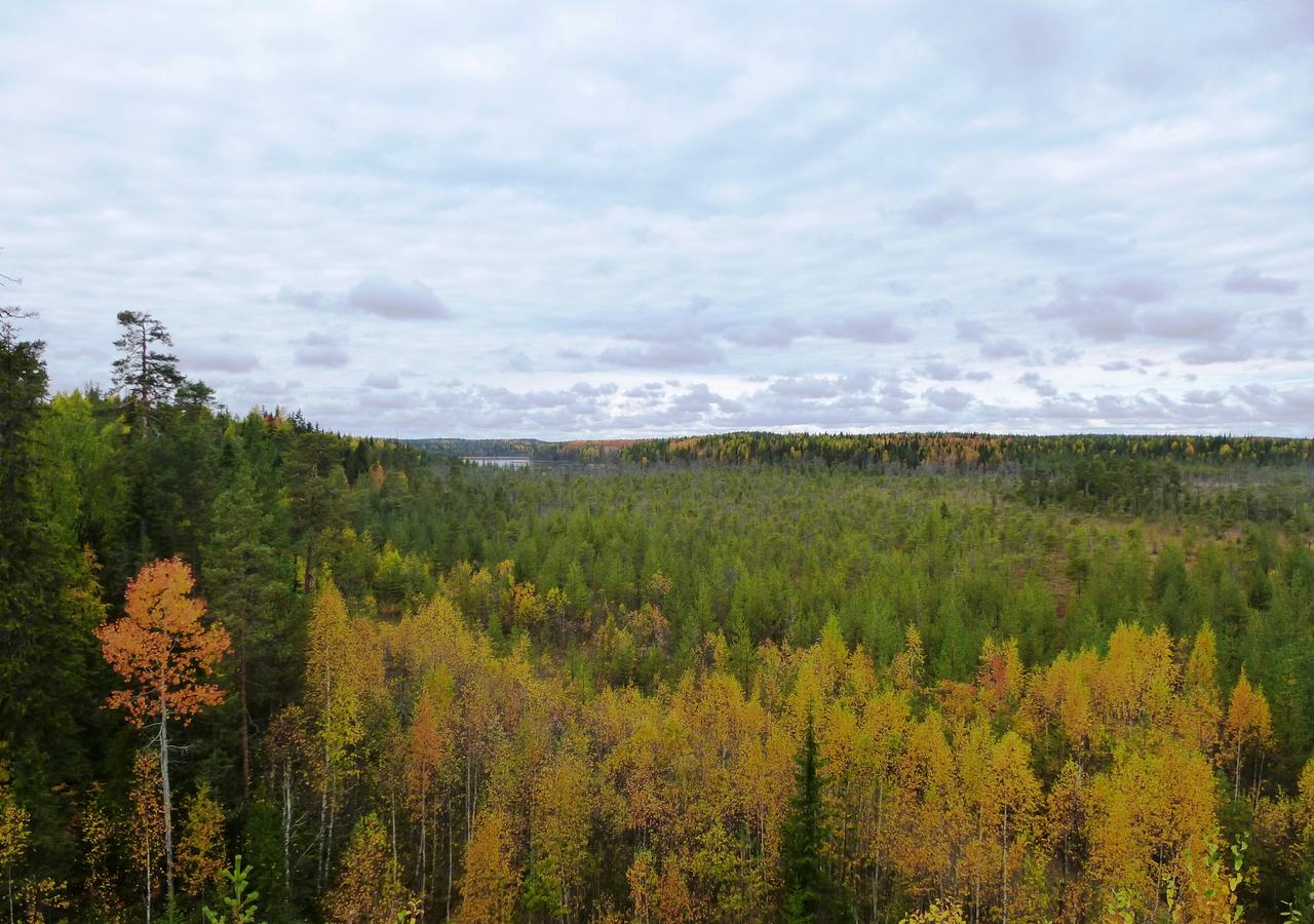 Осенний лес и озеро в Карелии