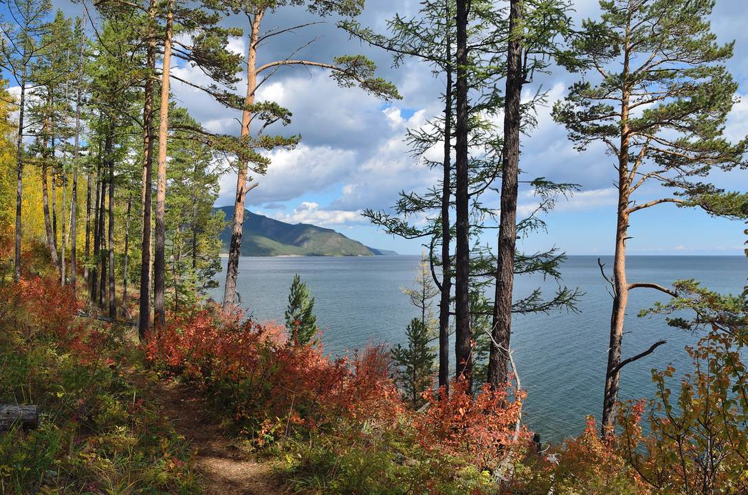 Береговая тропа над водой Байкала в сосновом лесу