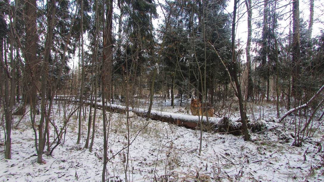 Собака на прогулке в зимнем лесу